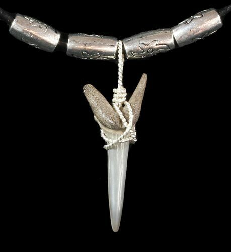 Fossil Sand Tiger Shark Tooth Necklace #47587